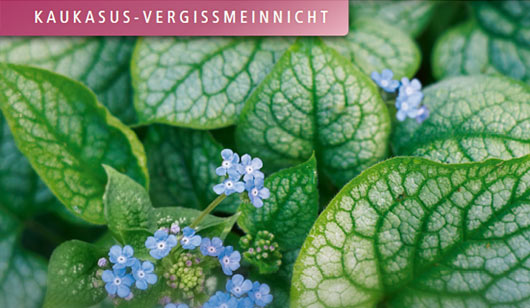 Brunnera - Kaukasus-Vergissmeinnicht